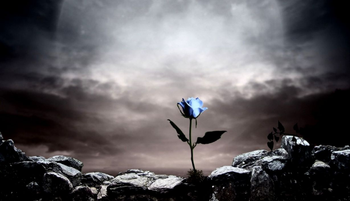 Blueish Rose Dark Background – wallpapers is