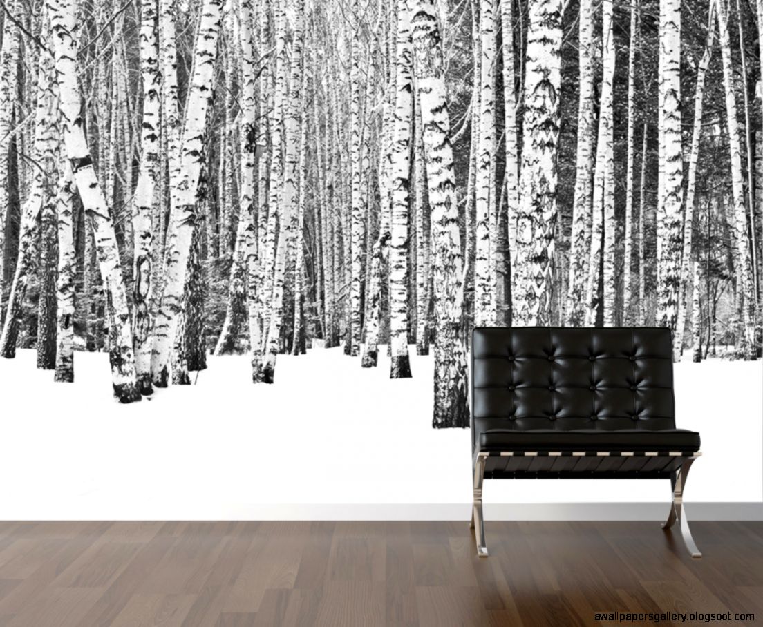 Birch Tree Wallpaper For Walls