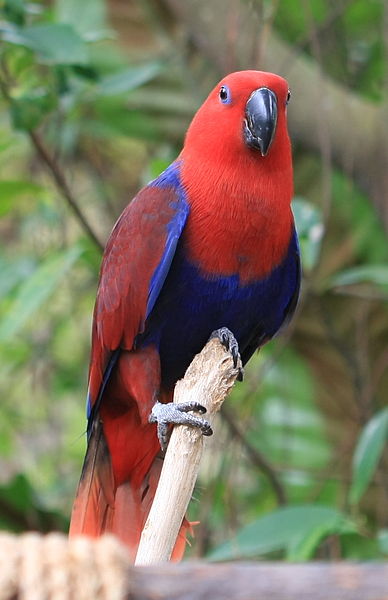 Ovaltes Eclectus Parrots And Australian Eclectus Parrots In Habitat