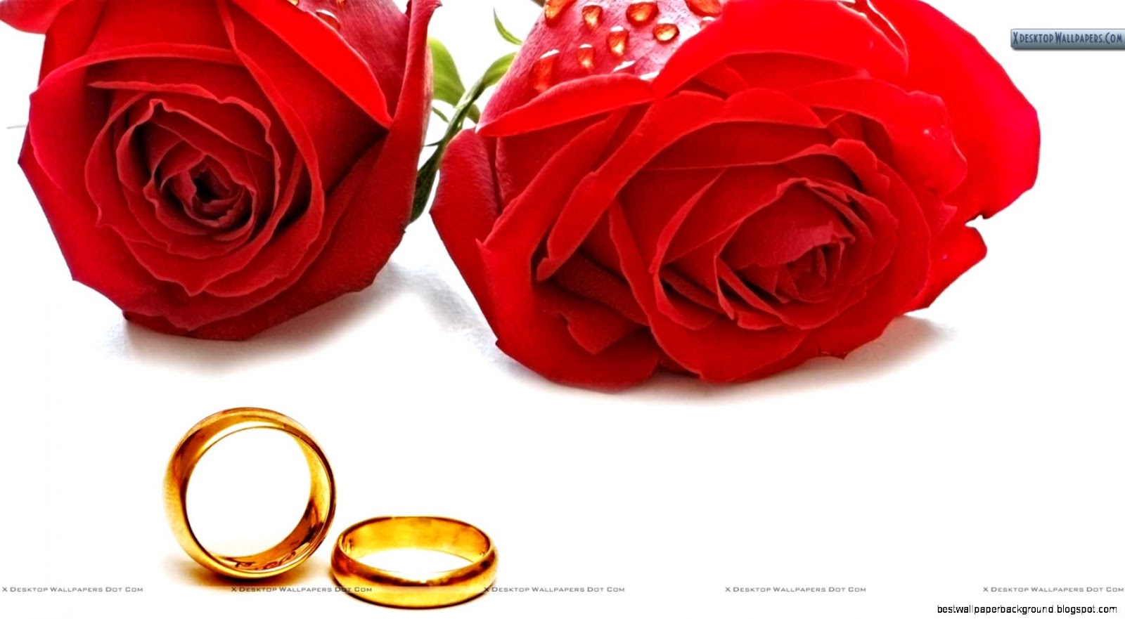 Red Roses with Wedding Rings