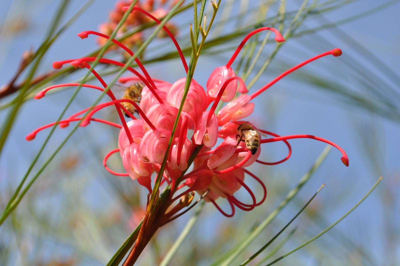 A Passion for Flowers 5 Reasons to Love Grevillea Flowers
