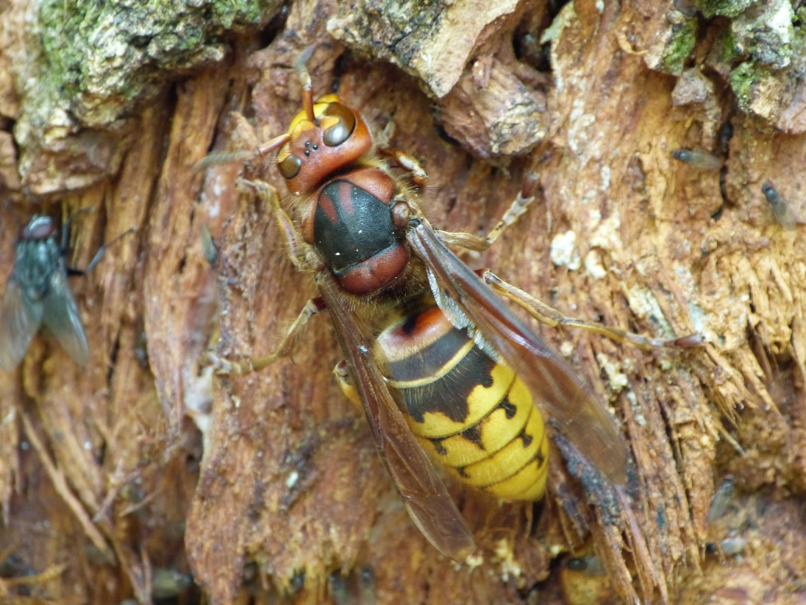 Hornissen im Garten Vorsicht, aber keine Panik