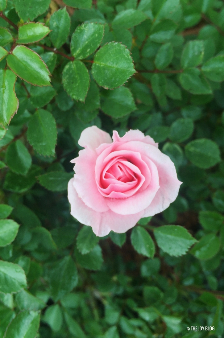 Garden Update End of April THE JOY BLOG