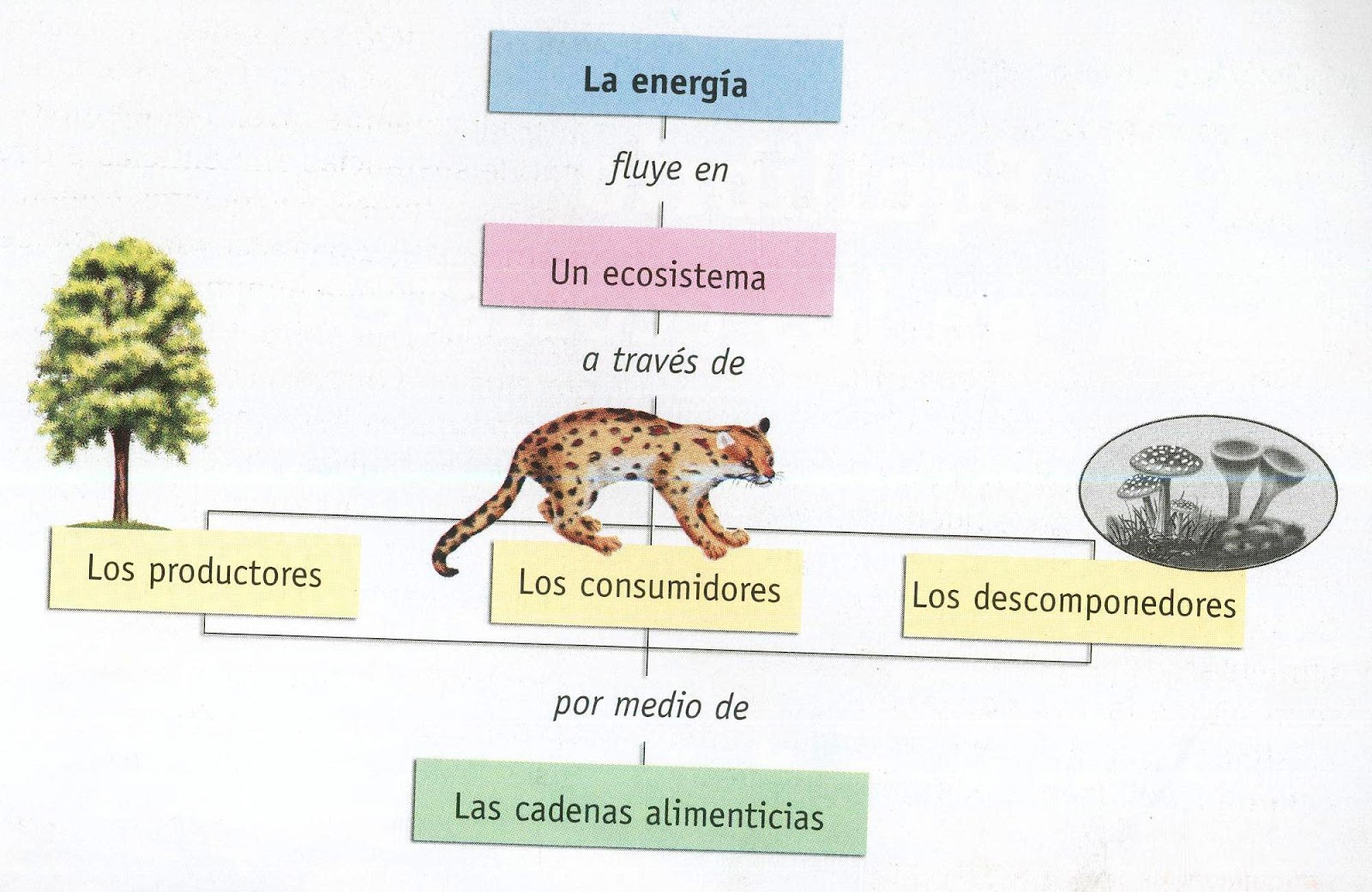 Circulación de Energía en los Ecosistemas Pirámides de Energía Circulación de Energía en los Ecosistemas Pirámides de Energía