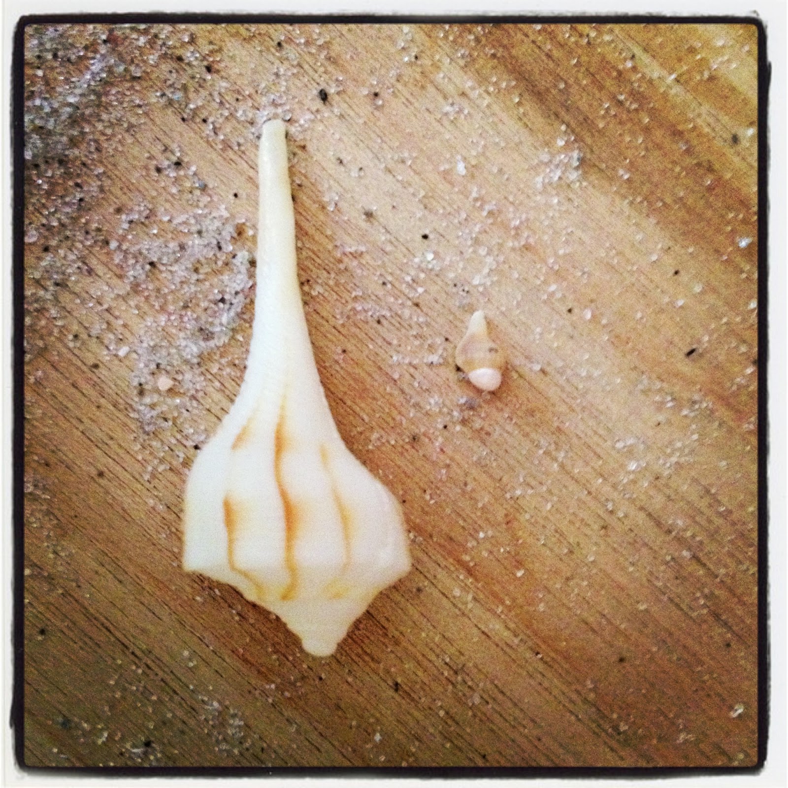 The Hunter and The Gatherer Knobbed Whelk (Conch) Egg Case with baby