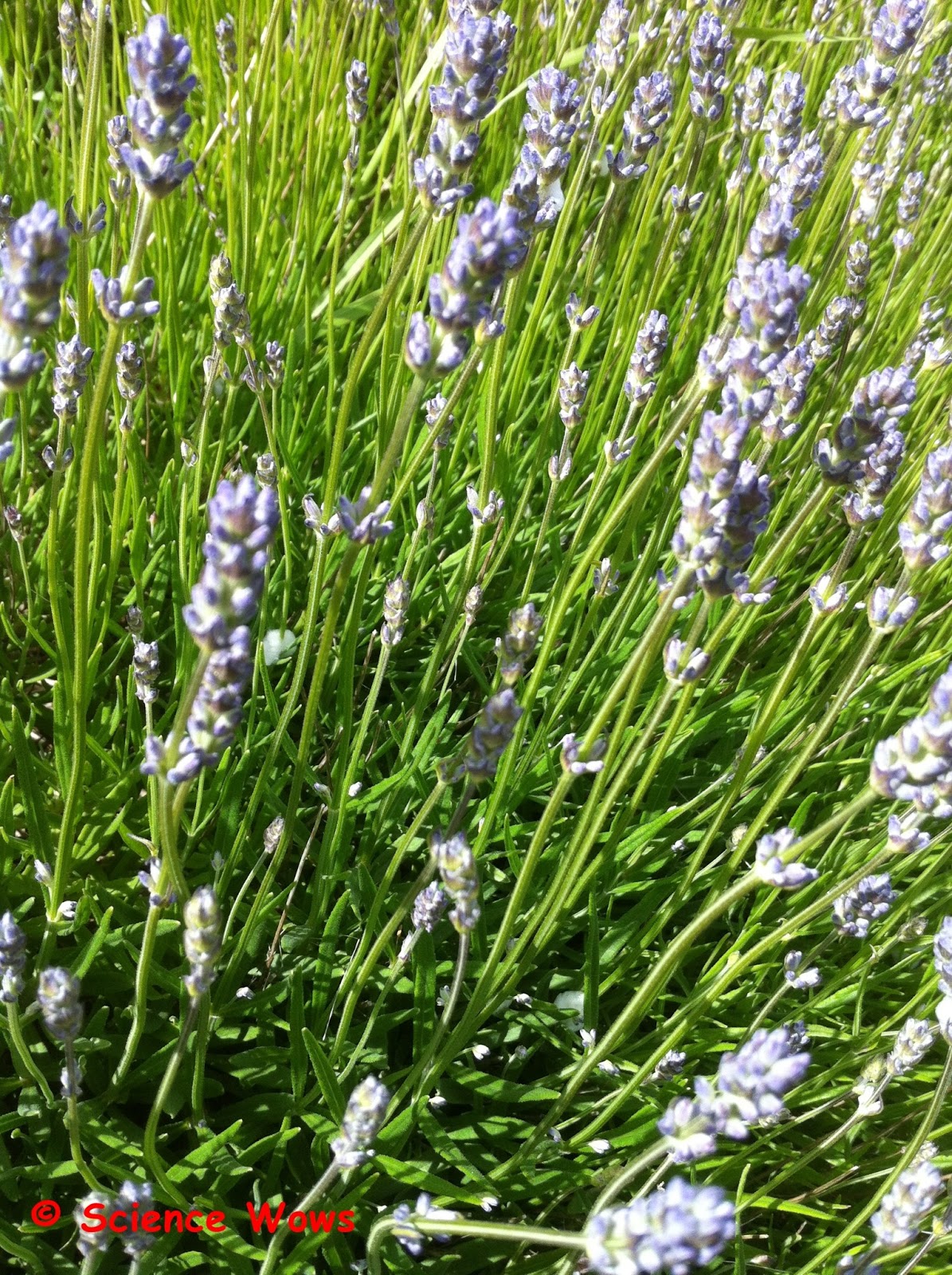 Dr How's Science Wows: All things Lavender