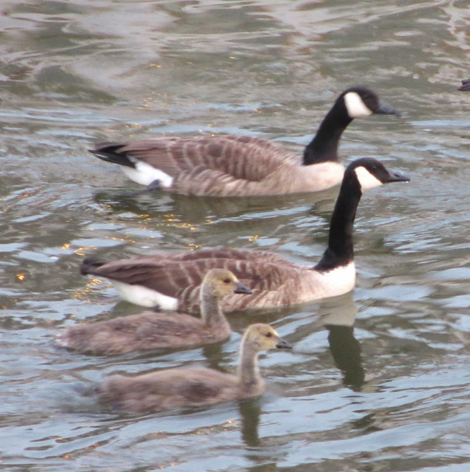 Cannundrums: Atlantic Canada Goose