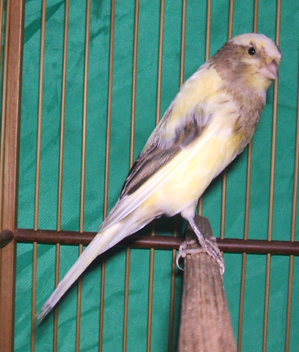 Cerita Cueng : Kenari F1