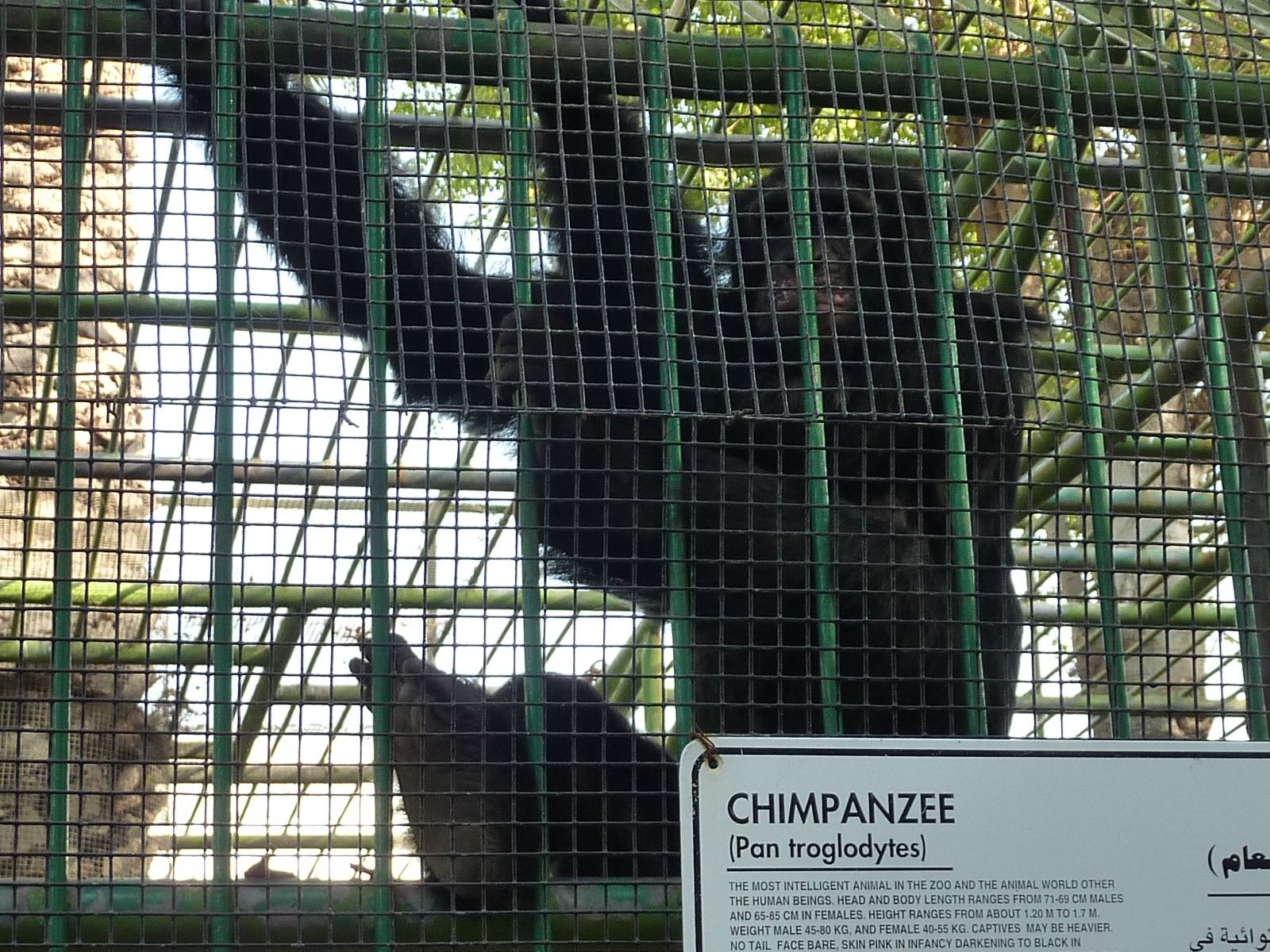 Дубай зоопарк новый