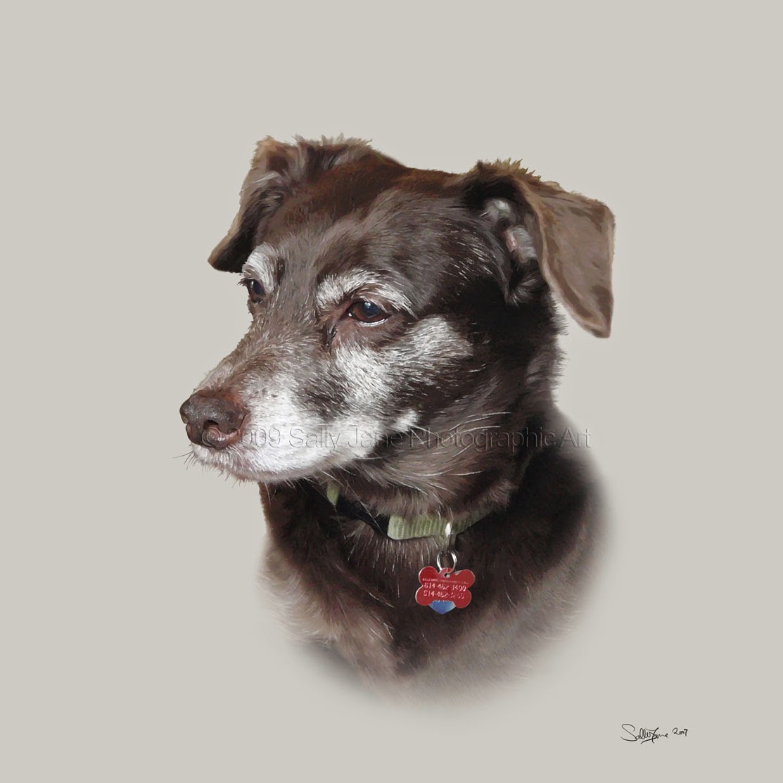 Rules of the Jungle Why do we need dog portraits?