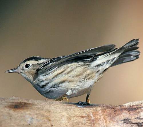 Black-and-white warbler - Mniotilta varia