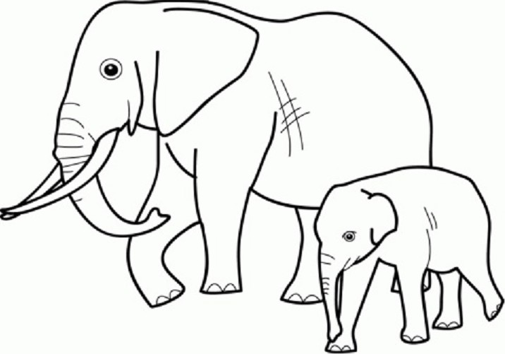  Sketsa  Gambar  Hewan  Gajah Terbaru gambarcoloring