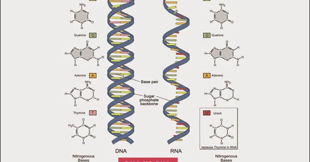 7 Perbedaan DNA dan RNA dalam Bentuk Tabel dan Penjelasan | Dan Perbedaan