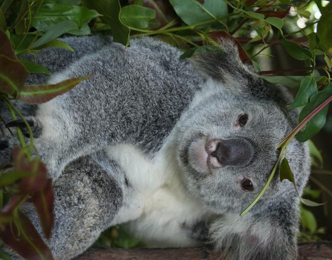 Koala Bears Pets Cute and Docile