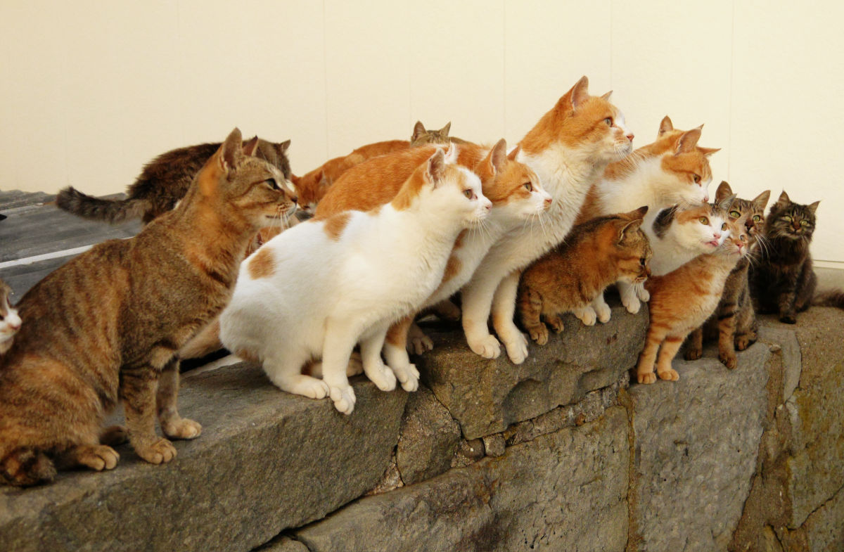 Животные которые много живут. Тасиро остров кошек. Много кошек. Много котов. Несколько котов.