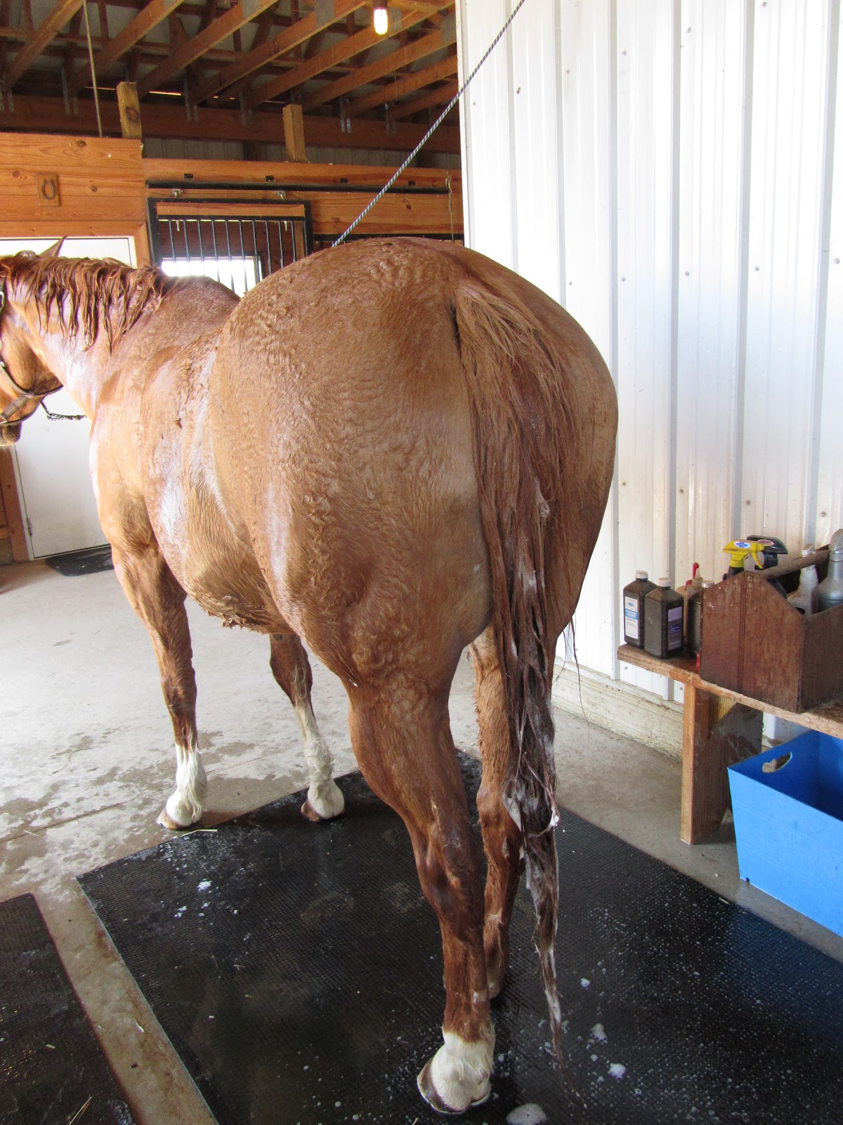 BarnBugStudio NIGEL'S FIRST ROAD TRIP AND HORSE BATHS