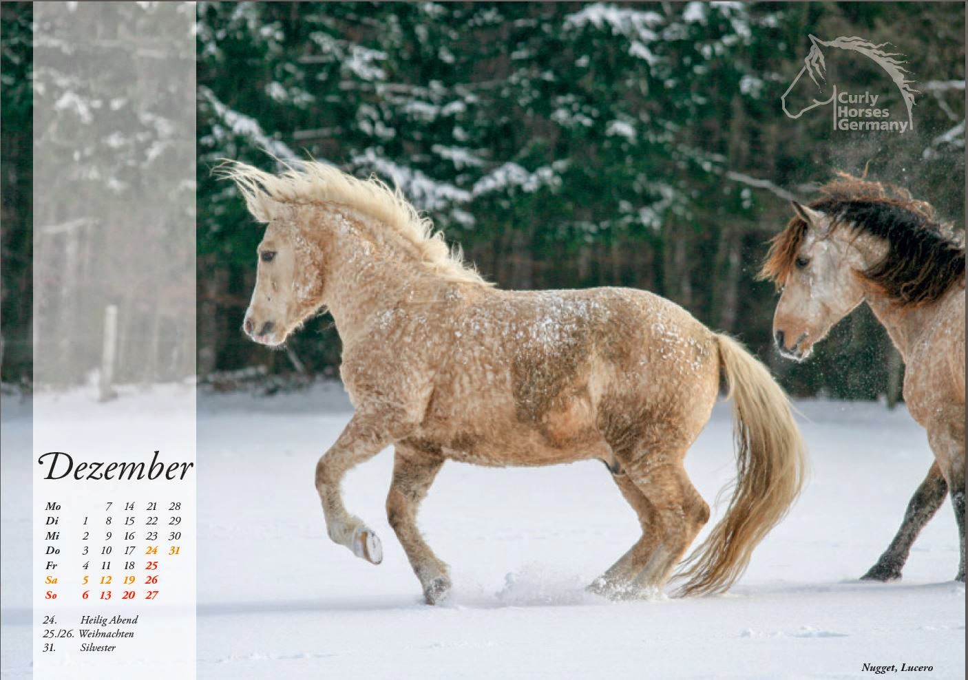 AMERICAN BASHKIR CURLY REGISTRY: CURLY HORSE CALENDAR