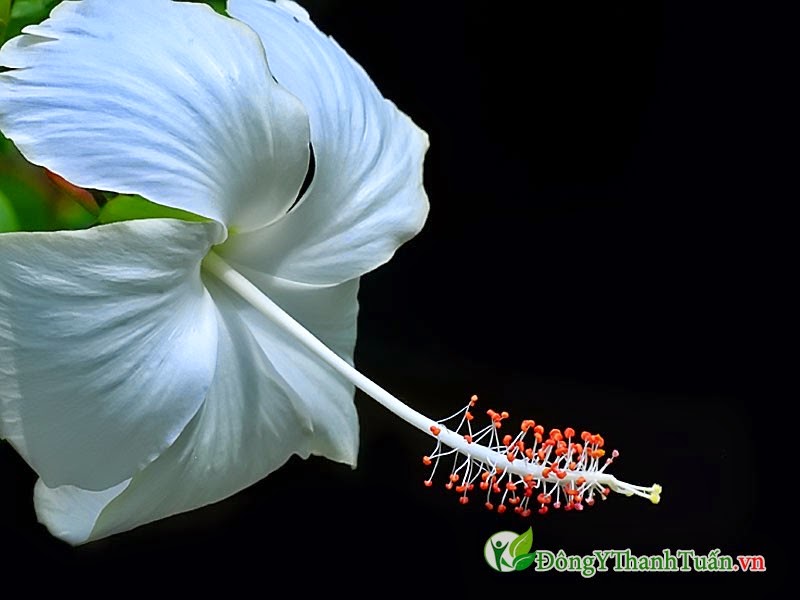  Hoa dâm bụt trắng - Cách chữa đau dạ dày từ cây thuốc nam
