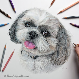 08-Benny-the-Shih-Tzu-Angie-A-Pet-and-Wildlife-Pencil-Drawing-Artist-www-designstack-co