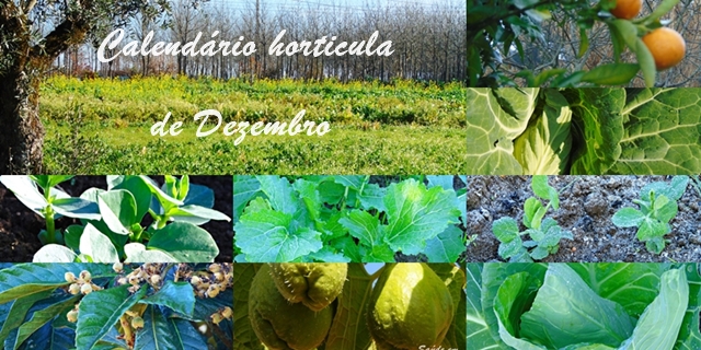 Sementeiras de Dezembro Calendário das sementeiras de Dezembro