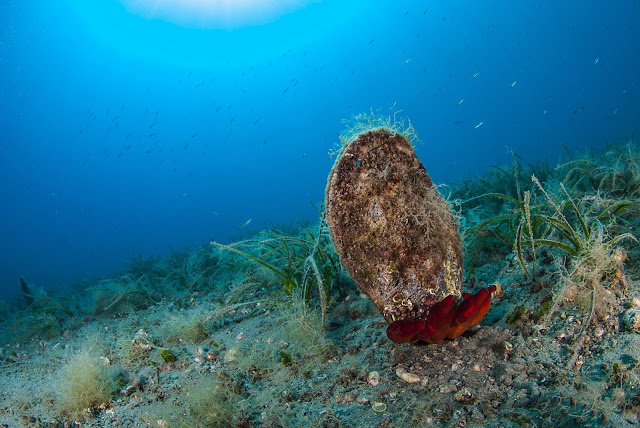 New parasite decimates giant clam species in Mediterranean New parasite decimates giant clam species in Mediterranean