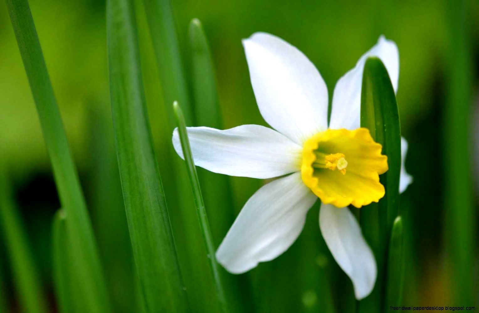 Narcissus Flowers Wallpaper HD 7346 3840 x 2160