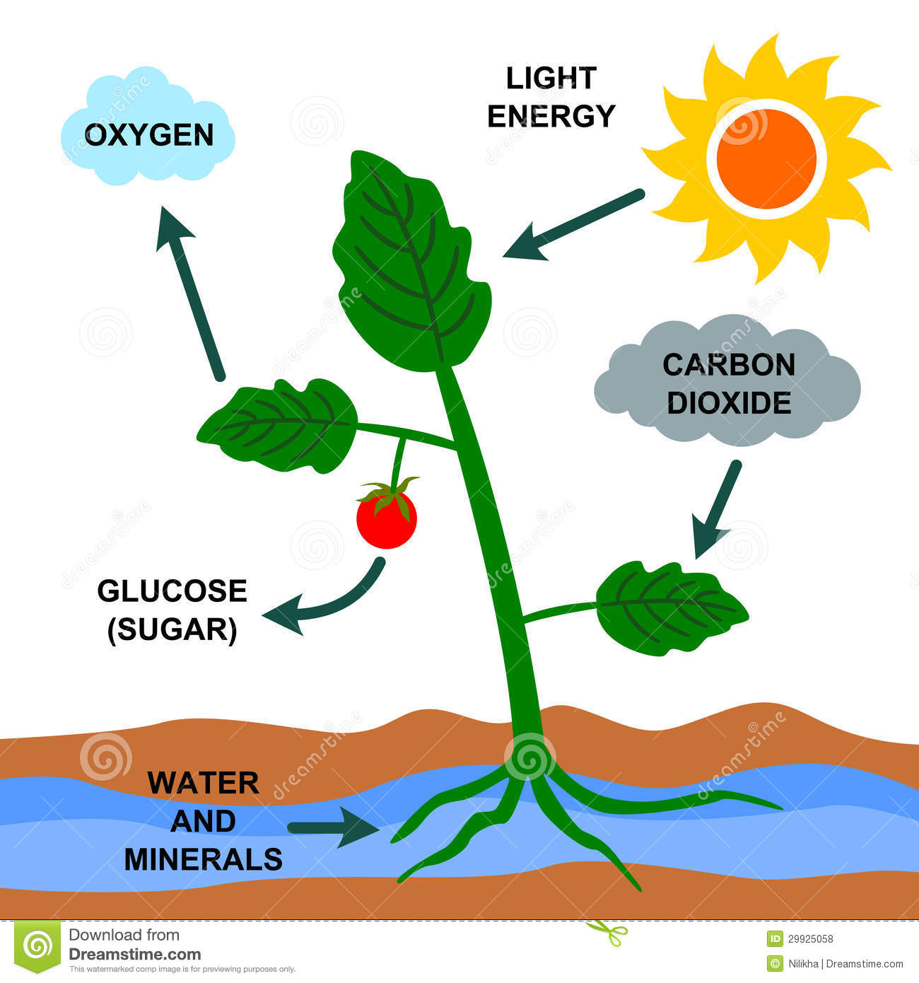 LITTLE SCIENTISTS PHOTOSYNTHESIS (Fotosíntesis)