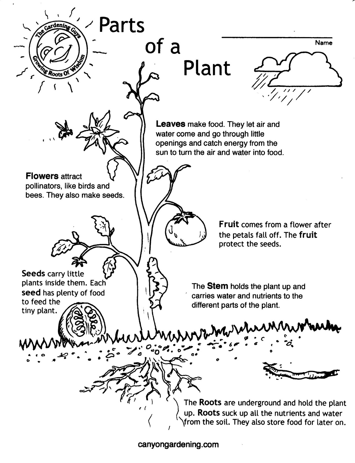 canyon-gardening-kinder-plant-parts