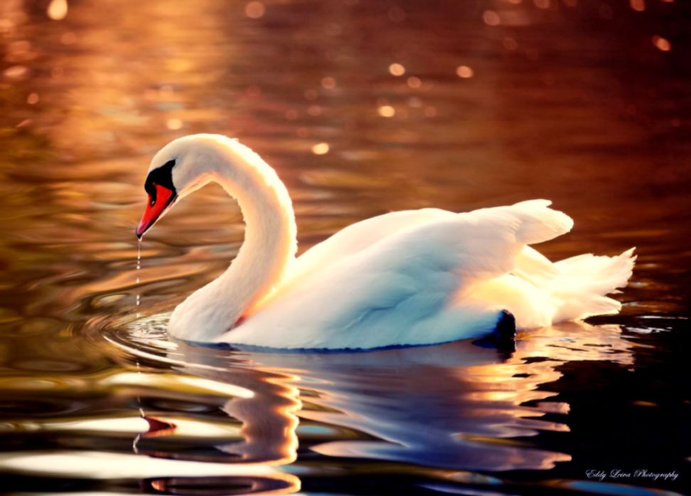 Swans Birds Hd Wallpaper | Free HD Wallpapers