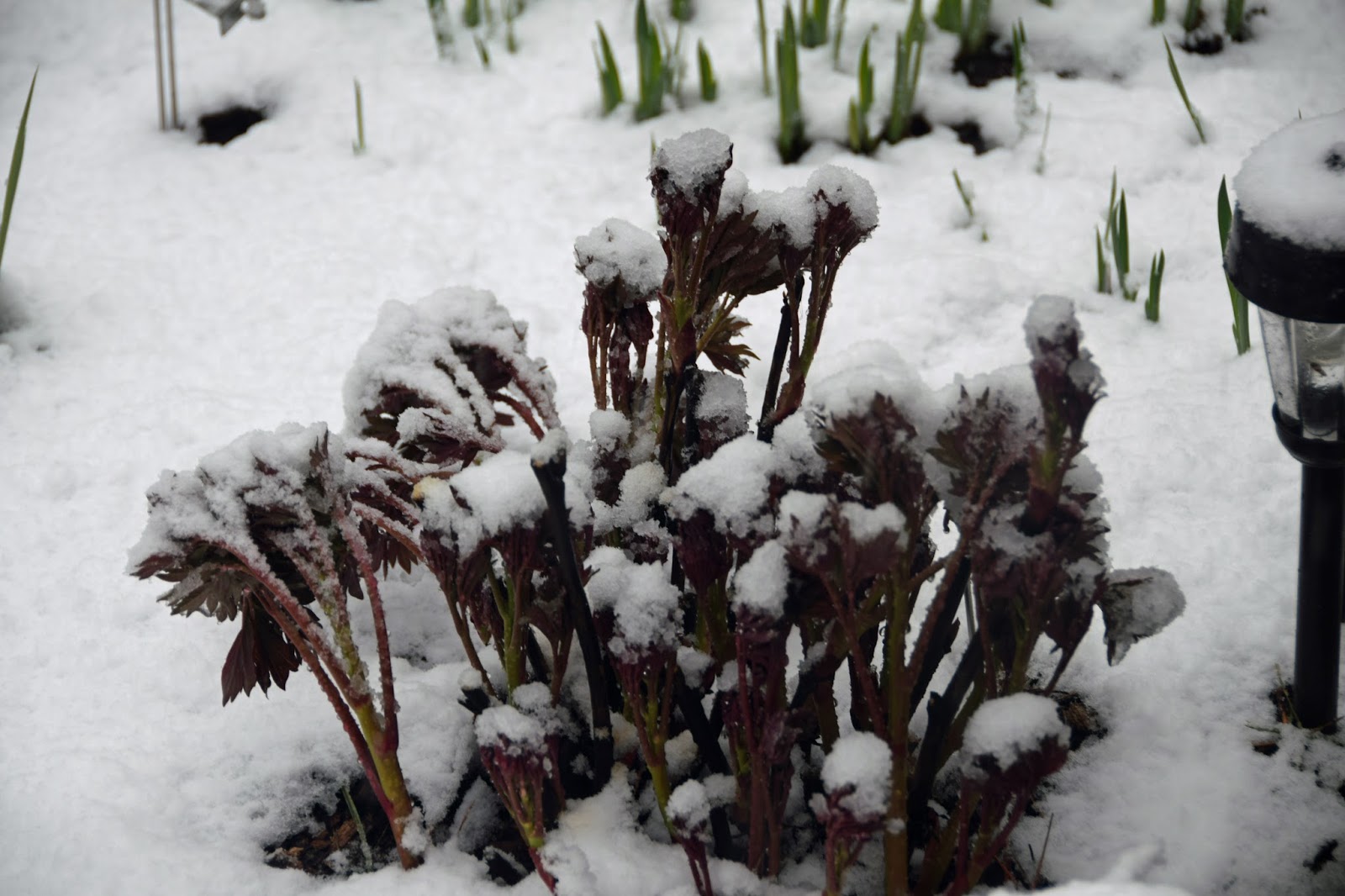 Southern Peony 2018 Late Snow and Freezing Temps on Popped Peonies
