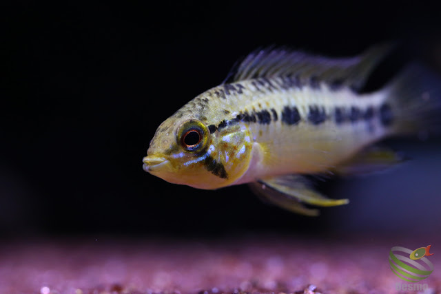 Apistogramma sp."pacman"