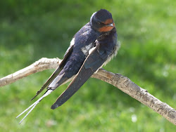 barn swallows swallow bird isle fair hirundo rustica