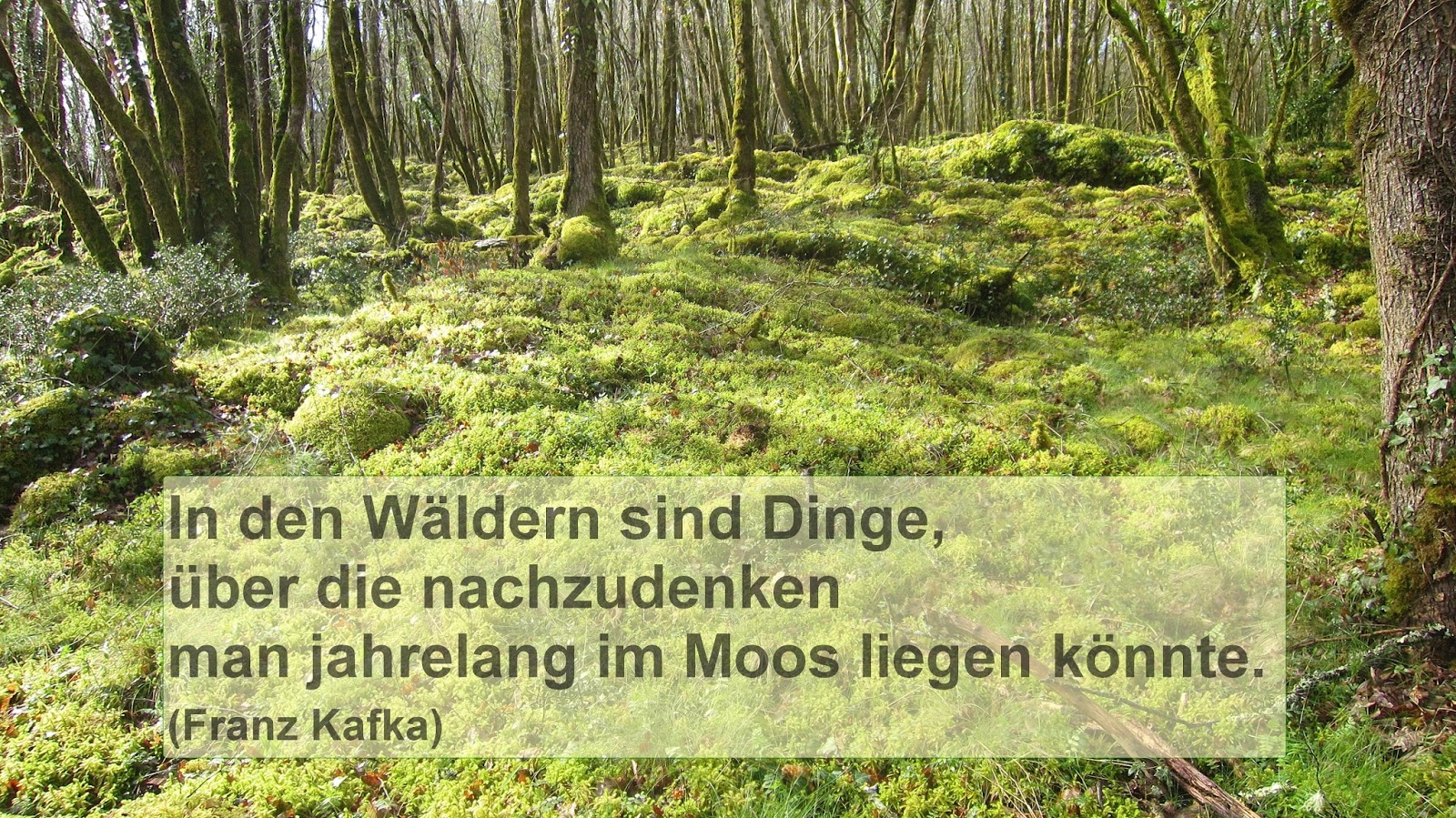 Get Wald zitat Free HD