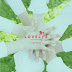 Primeira imagem teaser do comeback do Lovelys é revelado!