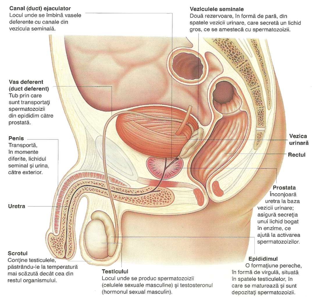 organe masculine în timpul erecției)