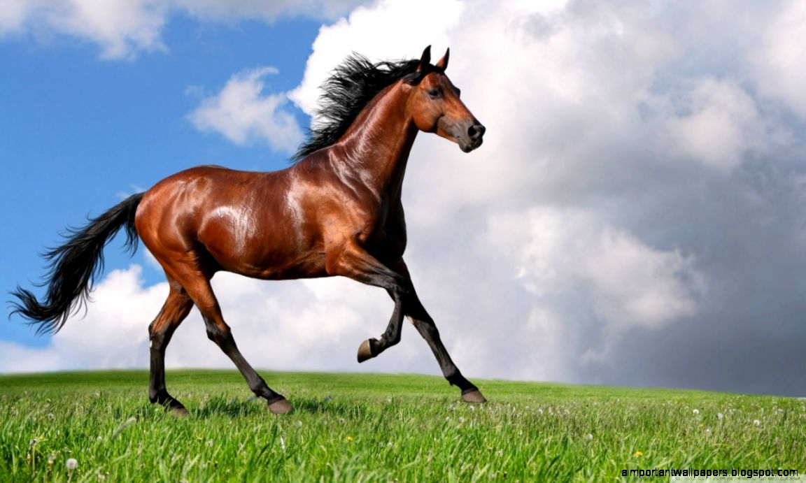 Running Horse HD desktop wallpaper  High Definition  Fullscreen