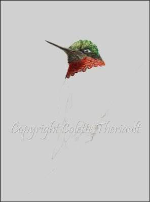 Hummingbird paintings by Colette Theriault