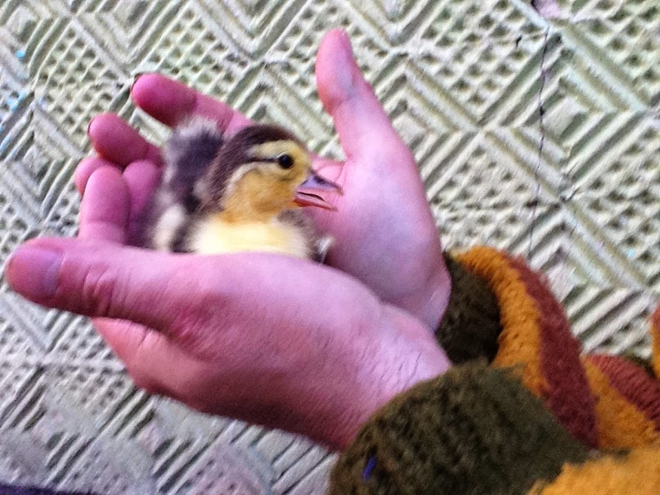 Jilo_13v my rural affairs @ all-the-places