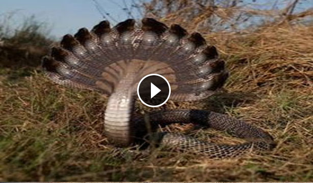 Snake has twelve heads | Wild Animal Clips|