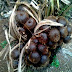 Harga Salak di Banjarnegara Melonjak Naik