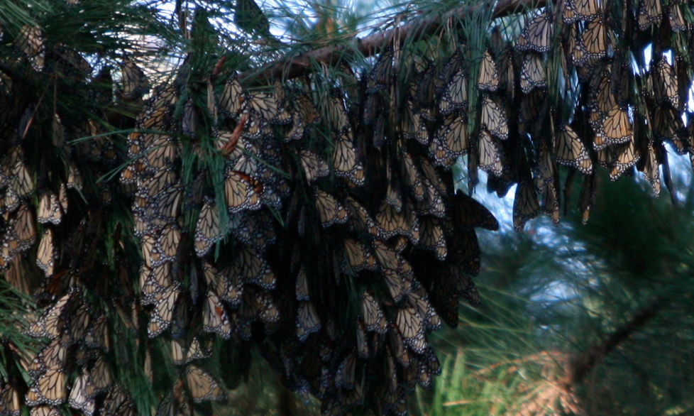 josieposie Butterfly Sanctuary