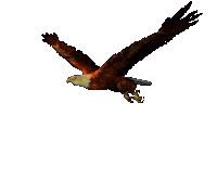 Resultado de imagem para gifs de aguia