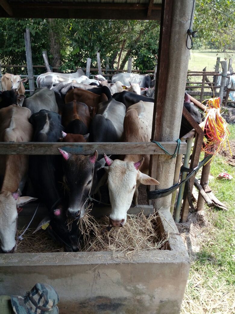 Pembekal Lembu dan Kambing Muslim PEMBEKAL TERNAKAN