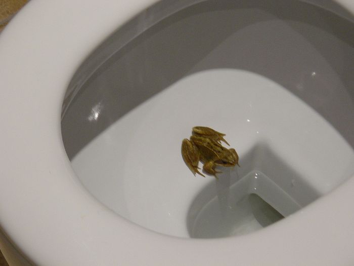 5 Animals that Might Show Up in Your Toilet Fun Animals Wiki, Videos