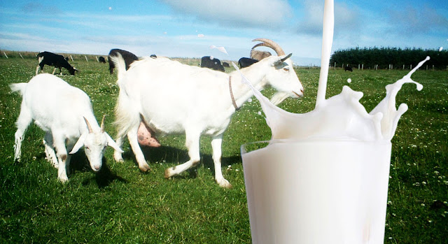 manfaat susu kambing etawa