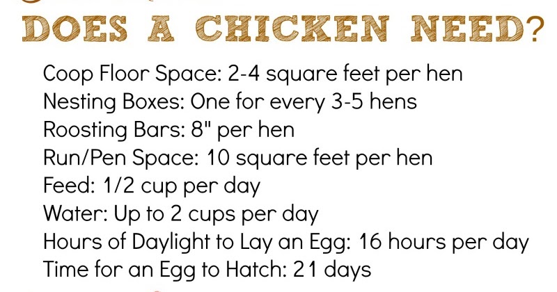 How Much Space Feed Water Light Does A Chicken Need