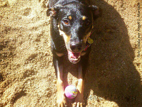 Perro jugando con pelota