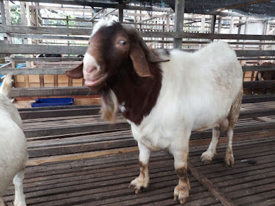 Trik Cara Ternak Kambing Jawa Randu Dengan Modern Dan