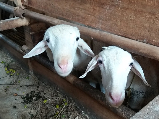 Melongok Sentra Ternak Dompet Dhuafa di Subang 