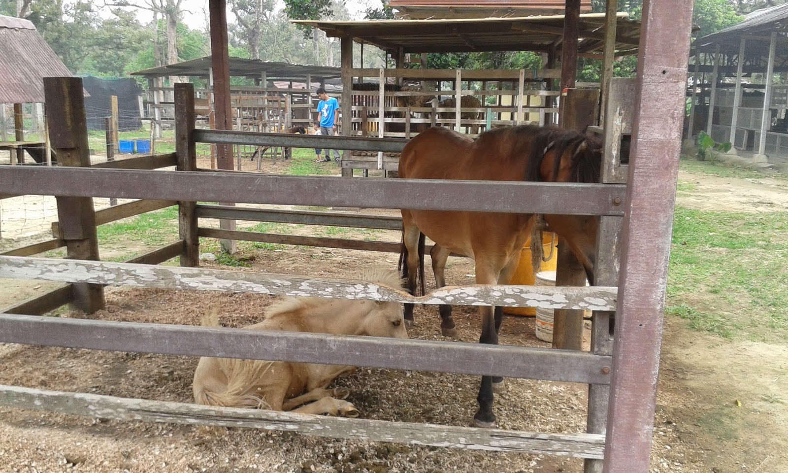 Bunga-bunga Kehidupan: Rabbit Farm Broga